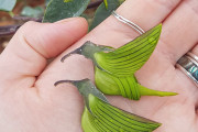 緑色のハチドリかな。と思ったら植物だった！ハチドリそっくりに見えるオーストラリアの花「グリーン・フラワーバード」
