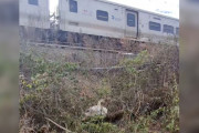【海外】電車の線路に巻きついて見つかった白い塊、実は美しい動物だった！あなたの知らない野生の奇跡とは？