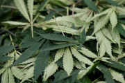 外国人「大麻を容認する日本の中学生が少しずつ増えてるらしい…」