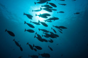【海外】海の暗闇が深まる背景とは？我々が気をつけるべき理由とは！
