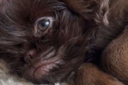 私たちはモンスターを育ててしまったようだ….ギズモからグレムリンに変身した犬