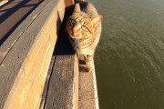 落ちないかヒヤヒヤドキドキ。橋の外側を歩く、可愛いけど困ったキジトラ猫ちゃん