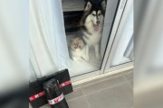 【海外】「配達ドライバーが愛犬たちに別れを告げる！心温まるサプライズとは？」