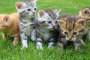 「かわいい動物の動画を見ると健康に良い」 科学者が発見！！