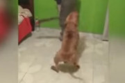 闘犬に刀剣を持たせる動画が怖すぎるんだが・・・海外の反応