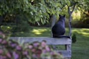 カナダでの救出劇！木から『猫』を助けました「あの木から降りるのに助けが必要」「カナダでは何でも大きい」海外の反応