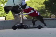 キックスケーターを乗りこなし、華麗に街を駆ける犬【もはや人間】