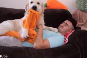 毛布を掛けても剥がされて眠れない！愛犬のゴールデンレトリバーにソファーで一休みするのを邪魔される飼主さん