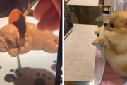 「リアルな犬型ケーキ」を食べる動画を飼い犬に見せた後に、スプーンを向けて食べちゃうぞ～をした結果…