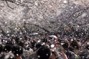 外国人「日本の桜吹雪、後人生で何回見られるんだろうな・・・」