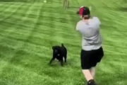 この犬知能が高すぎるだろ！ボール取ってこーいと遠くに飛ばしたら・・・。海外の反応