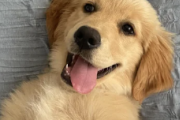 海外「ゴールデンレトリバー/犬の飼い主は初めてですが、何かコツはありますか?」