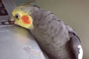 キーボードのキーを盗んでしまう極悪インコ、しかしそれで終わりじゃなかった！