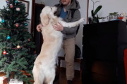 ゴールデンレトリバーが、飼い主さんと一ヵ月ぶりの再会で小躍りして喜ぶ様子が可愛い