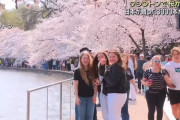 「100年続く日本の贈り物に全米が感動！」ワシントンD.C.の桜満開に世界から称賛の嵐「日本との友好は宝物だ」