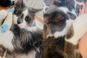 【海外】外で一人ぼっちだったシャイな猫、家に迎え入れたら「自分だけの人間」を探し始めた！
