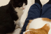 「どかんかい！ガブー！」先にご主人の太ももに乗っていた猫をどけて自分の場所にしてしまうハチワレ猫ちゃん