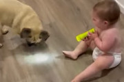 楽しすぎて爆笑が止まらない！懐中電灯をおもちゃにワンちゃんと遊ぶ赤ちゃんが可愛い♪