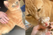 【海外】「隣人の優しさで猫の人生が一変！2匹の子猫を抱えた新しい物語」