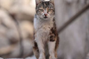 海外「ニュージーランドの子供向け猫殺し大会が非難を受けて中止に」