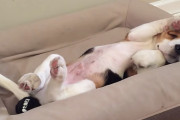 「ムニャムニャ…」起きるのが苦手なビーグルの子犬が可愛い(∗ˊωˋ∗)