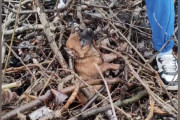 【海外】「枝に絡まった捨て犬の悲鳴—動けずに怯える小さな命の救出劇」