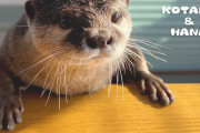 海外視聴者「かわいい！」日本の人気コツメカワウソ、ちょっぴりおしゃれ姿に！？