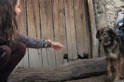 鎖に繋がれて飼われていた二匹の犬を救助するため、飼い主を説得して保護した女性