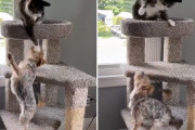 犬さんが頭上にいる猫のパンチングボールみたいになってしまう