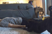 犬「ねぇ遊んでよ、ほらこの手でボール投げて」飼い主さん（瞑想…瞑想…）犬「ここ踏んじゃうからね！」