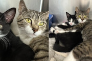 【海外】「母猫と子猫が保護施設に到着！最初から二人一緒でなければダメだとアピール」