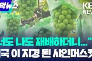 韓国人「なんでこんなに味がなくなったんだろう？」大幅に価格が下落した韓国のシャインマスカット
