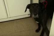 マウンテンデューを見せると変な威嚇を始める犬？ 海外の反応