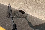 【海外】「高速道路を駆け抜けた男が救った小さな子猫、驚きのその後とは？」