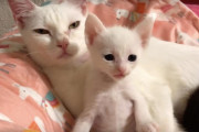 ママ、あそぼう〜！ウトウトする母猫を起こそうとする子猫ちゃんの姿にほっこり