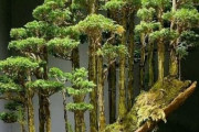 見事なヒノキの盆栽に世界が注目！「どうやって作るの！？」「種から育てられる？」海外の反応
