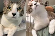 【海外】9ヶ月間動物シェルターで暮らす猫が見せる「目立ちたがり屋」の本気！あなたに会いたい理由とは？