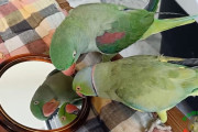 「鏡よ、鏡、世界で一番美しいのは…僕のアレックス！」恋人命のワカケホンセイインコが鏡にも溺愛ぶりを披露