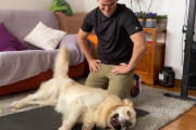 マットの上でトレーニングさせてくれないやんちゃなゴールデンレトリバーが元気すぎて笑える