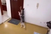 「この証拠映像を見るまで信じられないと思う…」デリバリー業者に対応する犬