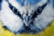 外国人「絶滅危惧種の鳥を肖像画にしたら素晴らしくなると分かった！」