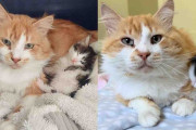 【海外】「ストリートから救われたオレンジキャットが、2匹の子猫と共に家族を築く感動の物語」
