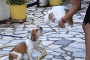 犬に会った事がない猫が子犬と初対面、徐々になれてきたと思ったら最後は猫パンチ！！