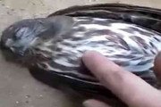 道のど真ん中で豪快に寝ていた鳥をつんつんしてみた結果→