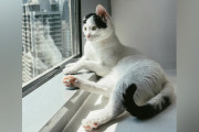 【海外】一耳の孤独な保護猫、ついに人生の欠けたピースを見つけた！