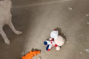 韓国人「国民的スター大谷の威力‥」大谷の愛犬「デコピン」がぬいぐるみを破壊しただけで広告に‥ﾌﾞﾙﾌﾞﾙ