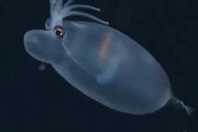 外国人「俺達が遭遇した不思議な海の生き物を見せていく！」