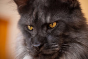 王家の血を引いているんじゃ？と噂の気高き猫「ヴィーヴォ」その表情は猫というよりも、人面...