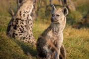 弱肉強食…ハイエナの一族に囚われたライオン「ハイエナの笑い声は伝染します」「トラウマになりました」海外の反応
