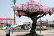 海外「日本はマインクラフトを現実にしてしまったか」レゴブロックで作った桜の木に外国人が驚愕・・・